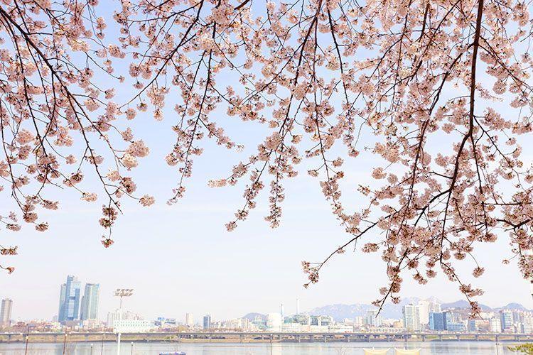 Koreans' Favorite Trending Spots In Seoul: Yeonnamdong, Seongsudong, Ikseondong, Mullaedong, Hannamdong And More! Trendiest Spots In Seoul"